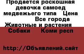 Продается роскошная девочка самоед медвежьего типа › Цена ­ 35 000 - Все города Животные и растения » Собаки   . Коми респ.